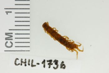Media type: image;   Invertebrate Zoology CHIL-1736 Description: Digital photograph of preserved specimen.;
